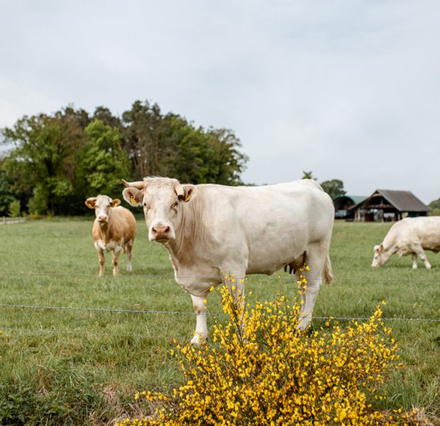 Unsere Mutterkuh Herde auf der großen Weide in Mittelfranken