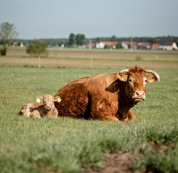 Unsere Kühe fühlen sich wohl!