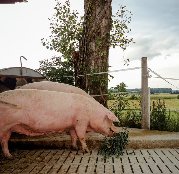 Unsere Schweine fressen mit Blick ins Grüne