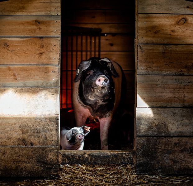 Muttersau und Ferkel im Aufzuchtstall