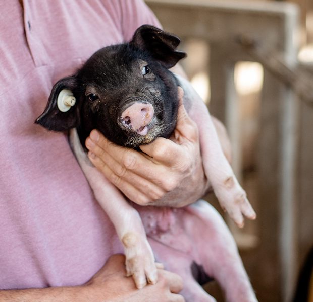 Ein gesundes Ferkel im tiergerechten Aufzuchtstall