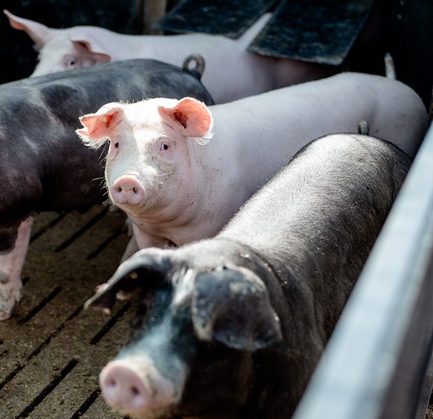 Unsere Schweine können im Auslauf immer an die frische Luft